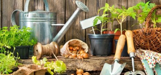 Gartenarbeit im März