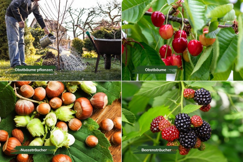 Im März können viele Obstbäume, Beeren- und Nusssträucher gepflanzt werden.