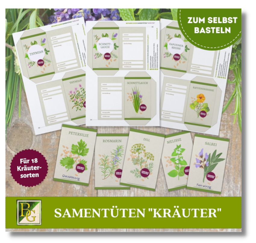 Samentüten basteln Kräuter