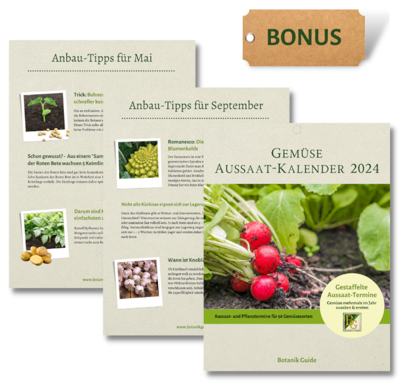 Gemüse Aussaat-Kalender 2024 Vorschau Anbau-Tipps