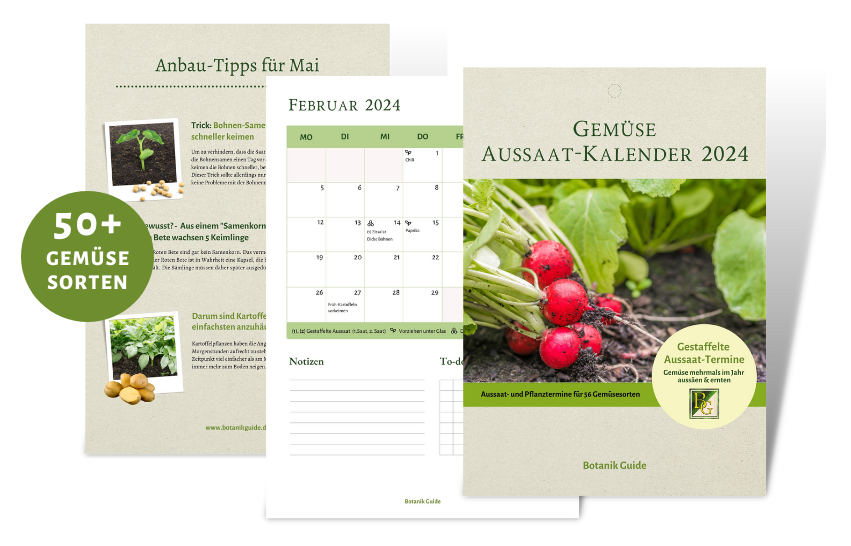 Gemüse Aussaat-Kalender 2024