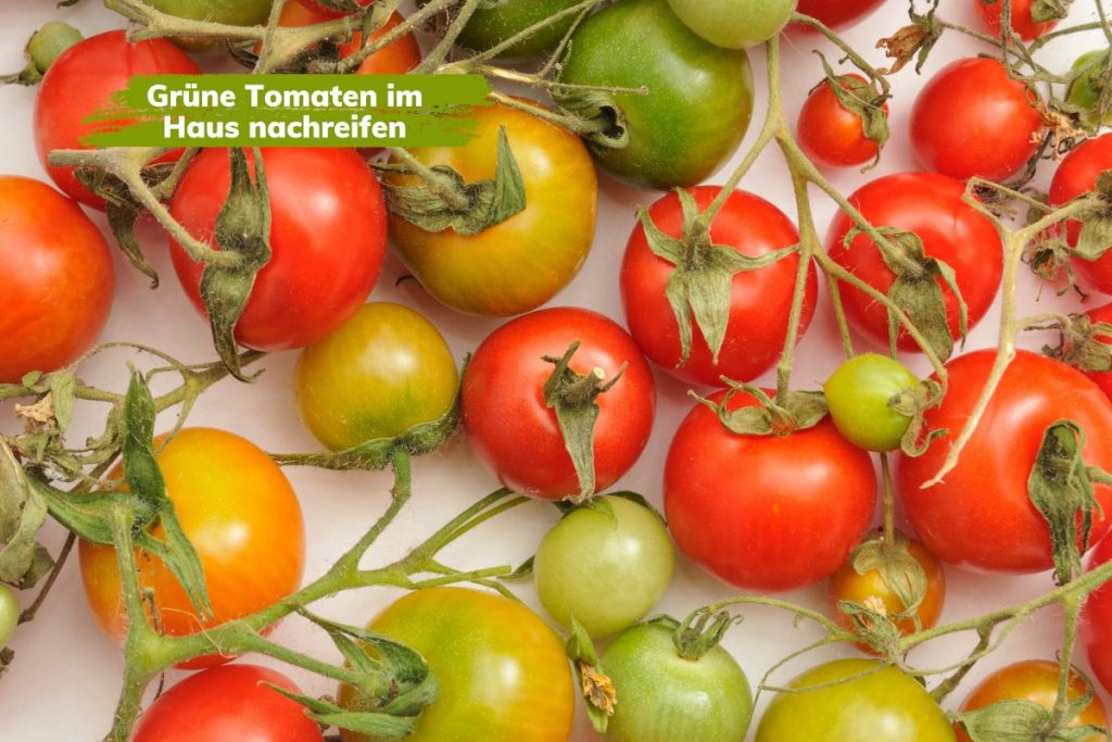 Grüne Tomaten im Haus in einer Kiste nachreifen lassen.