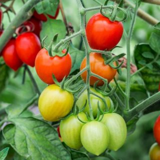 Tomaten reifen im Garten