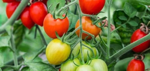 Tomaten reifen im Garten