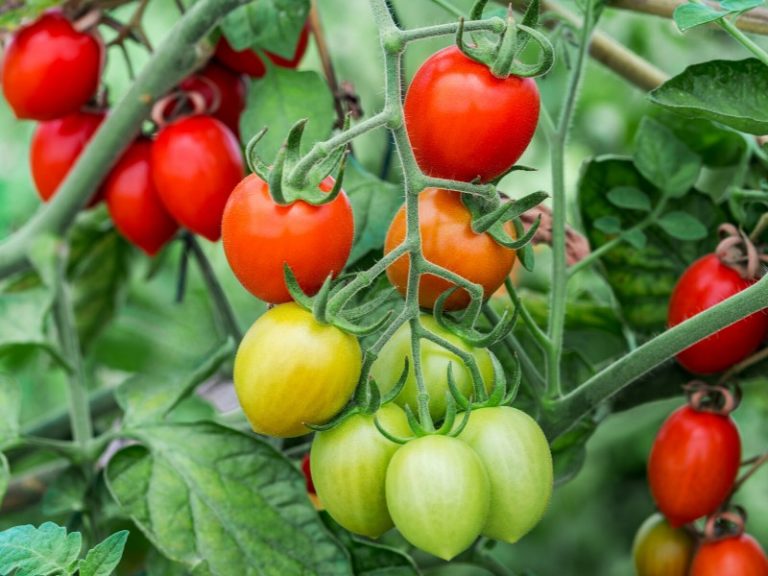 Tomaten werden nicht rot Die 5 häufigsten Gründe Botanik Guide