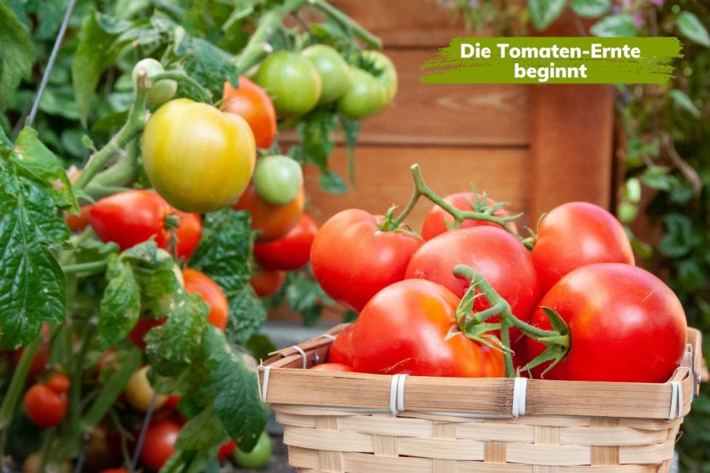 Tomaten werden endlich rot und reif