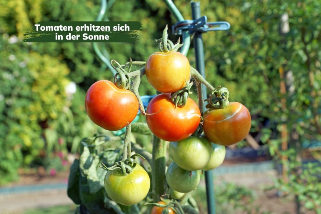 Tomatenfrüchte vertragen die Hitze unter der prallen Sonne nicht