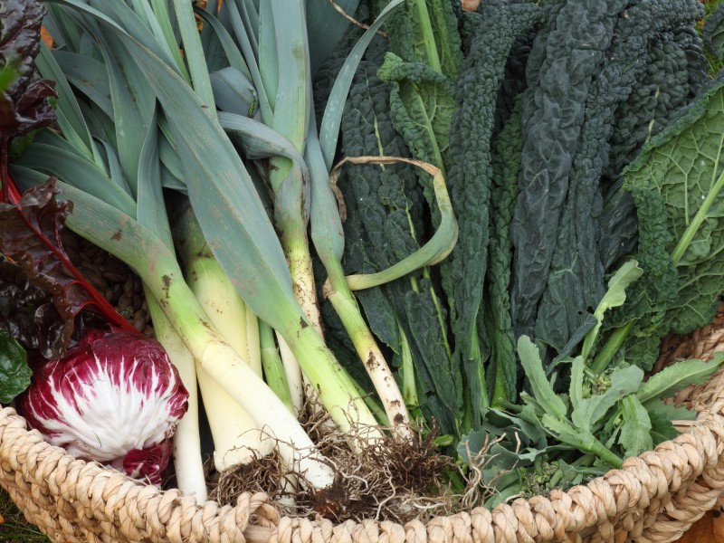 Wintergemüse frisch aus dem Garten geerntet.