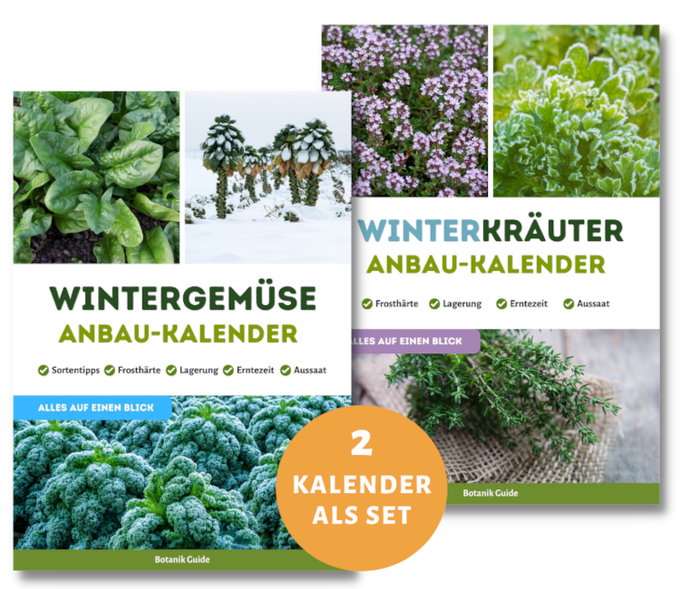 Wintergemüse Anbaukalender