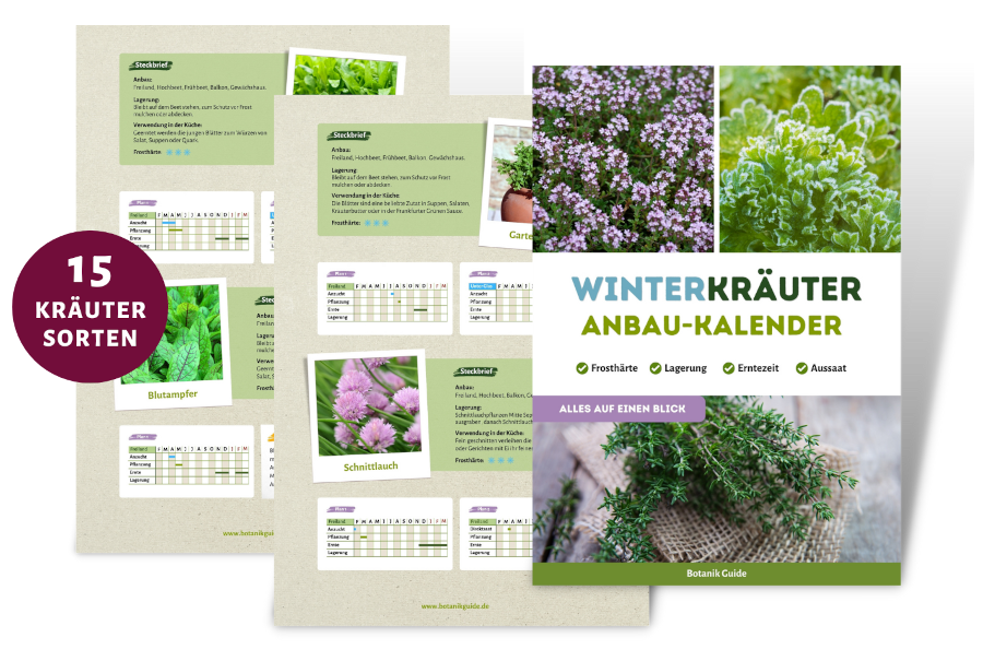 Anbaukalender für Kräuter im Winter