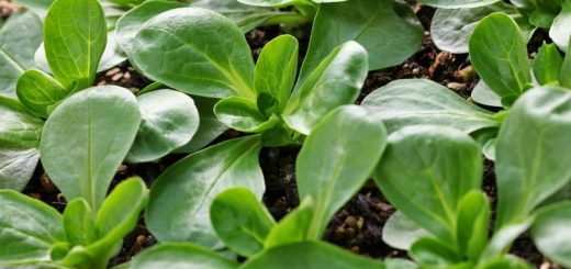 Feldsalat im Garten anbauen