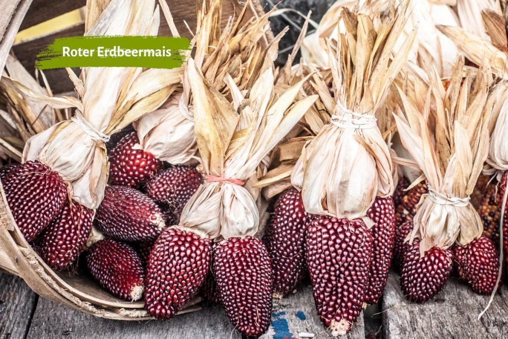 Erdbeer-Mais: Eine Sortenvariante vom Popcorn-Mais