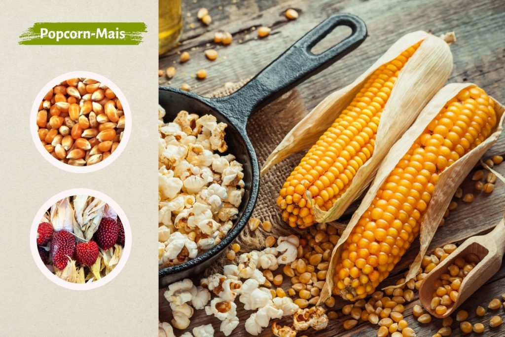 Schaubild Popcorn-Mais mit Struktur der Körner und Sortenvarianten