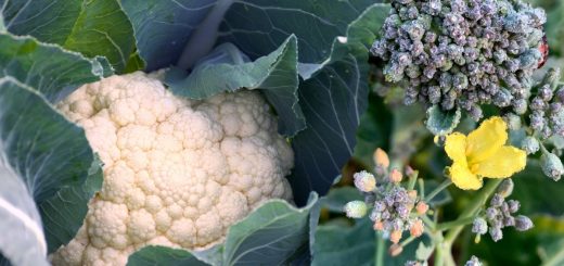 Blühendes Gemüse (Blumenkohl und Brokkoliblüte)
