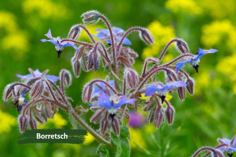 Die 10 besten Blumen fürs Gemüsebeet Botanik Guide