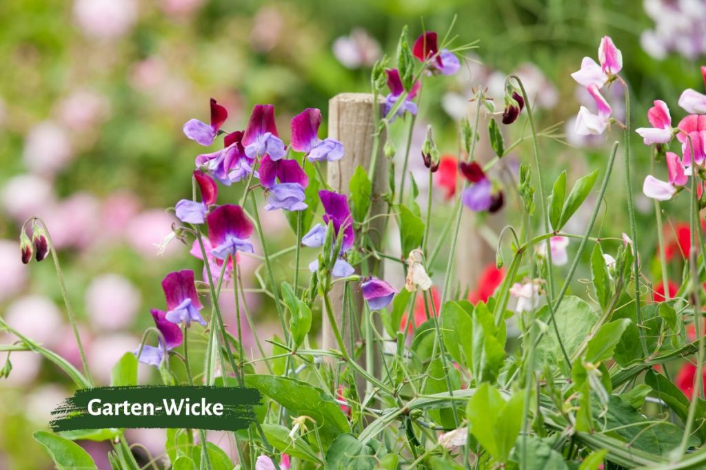 Garten-Wicke als Pflanznachbarn für Gemüse fördern das Wachstum.