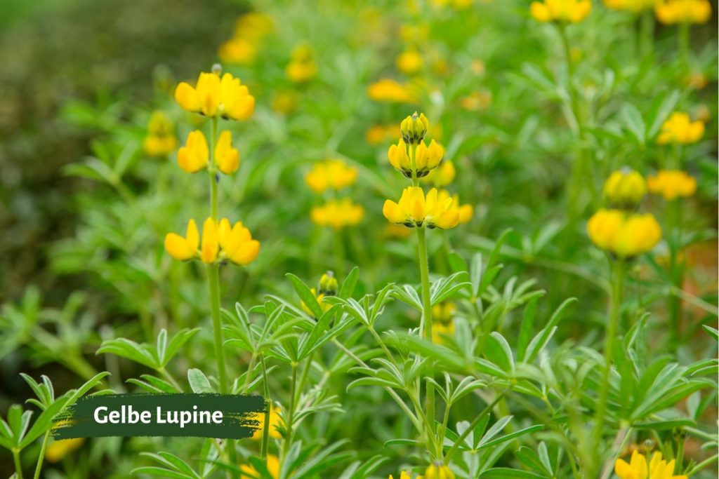 Gelbe Lupinen helfen Gemüsepflanzen an die Nährstoffe im Boden zu gelangen.