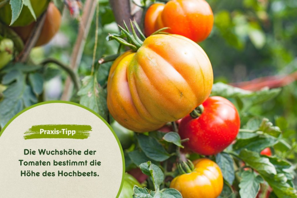 Wie hoch das Hochbeet sein muss, hängt vom Wachstum der Tomatenpflanzen ab.