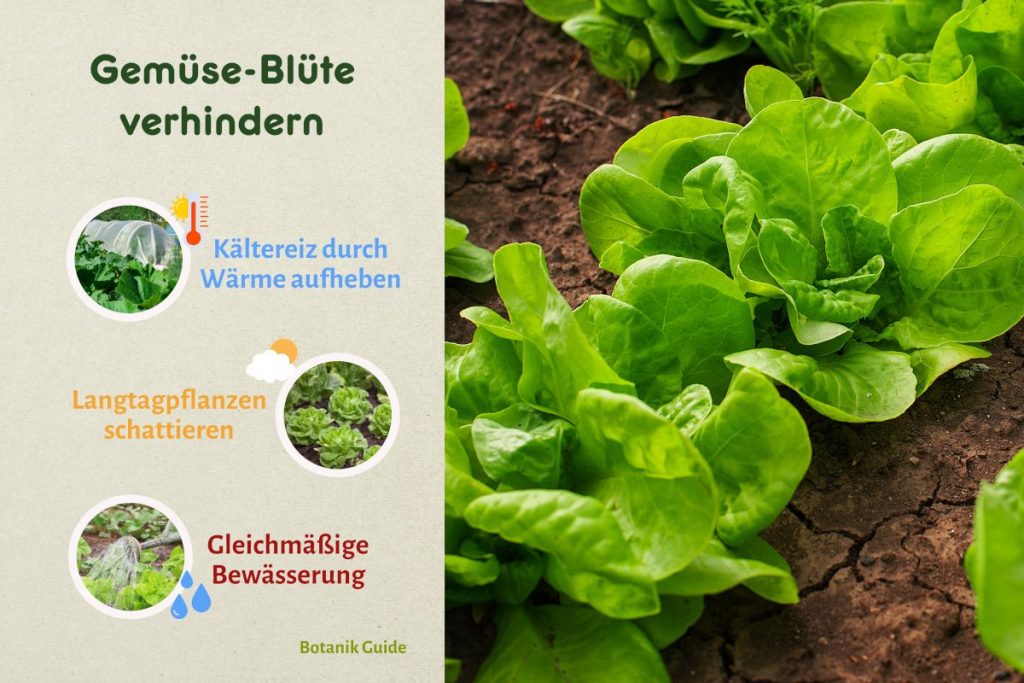 Infografik: Wie man das Blühen von Gemüse verhindert.