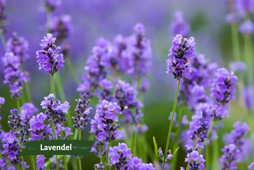 Lavendel eignet sich sehr gut zum Bepflanzen von Rändern am Gemüsebeet.