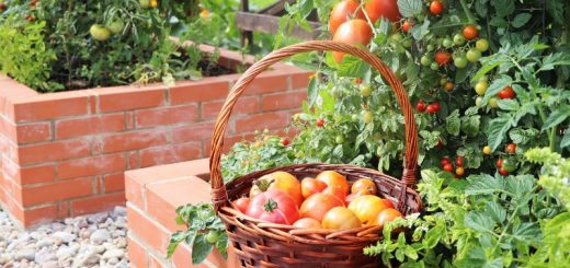 Tomaten im Hochbeet
