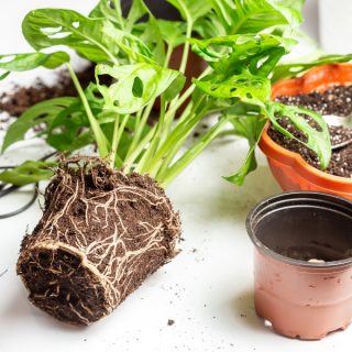 Zimmerpflanze, die umgetopft wird.