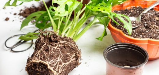 Zimmerpflanze, die umgetopft wird.