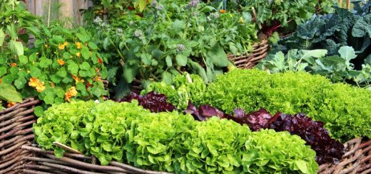 Kreative Gestalungsideen für den Gemüsegarten.