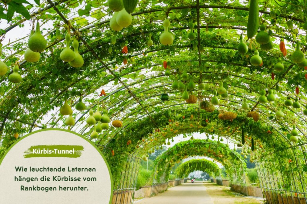 Kürbis-Tunnel als Gestaltungsidee im Gemüsegarten