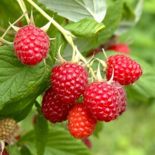 Himbeerfrüchte am Strauch