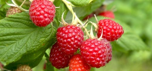 Himbeerfrüchte am Strauch