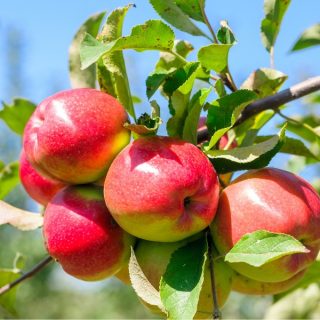 Süße rote Äpfel am Baum