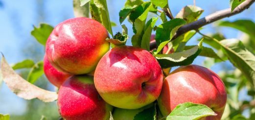 Süße rote Äpfel am Baum