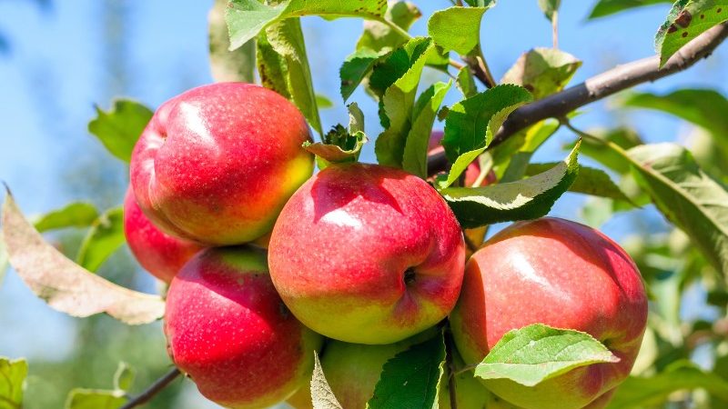Süße rote Äpfel am Baum
